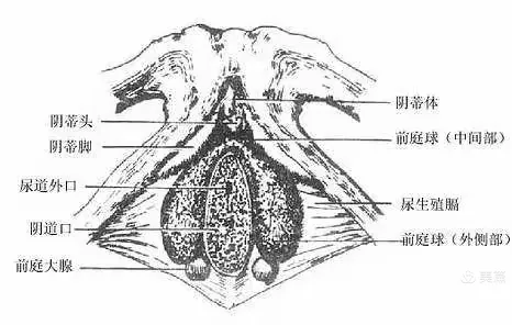 前庭大腺囊肿病人健康宣教